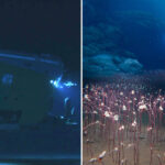 researchers-discover-never-before-seen-aquatic-life-hiding-in-the-darkest-depths-of-the-ocean