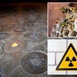 radioactive-wasp-nest-found-at-american-cold-war-era-nuclear-bomb-site