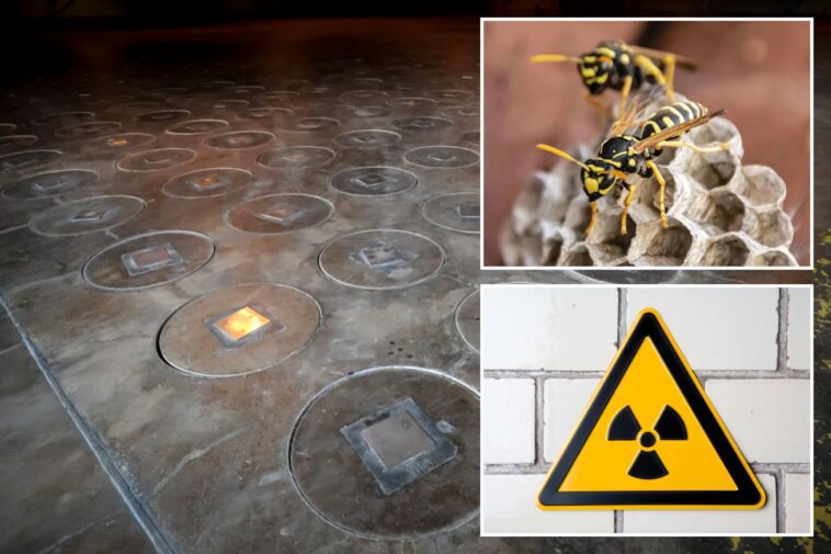 radioactive-wasp-nest-found-at-american-cold-war-era-nuclear-bomb-site