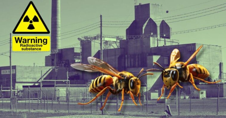 radioactive-wasp-nest-discovered-near-south-carolina-nuclear-weapon-facility