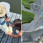 cleanup-nearly-complete-in-long-island-canal-after-pse&g’s-‘nonhazardous’-oil-spill-kills-wildlife
