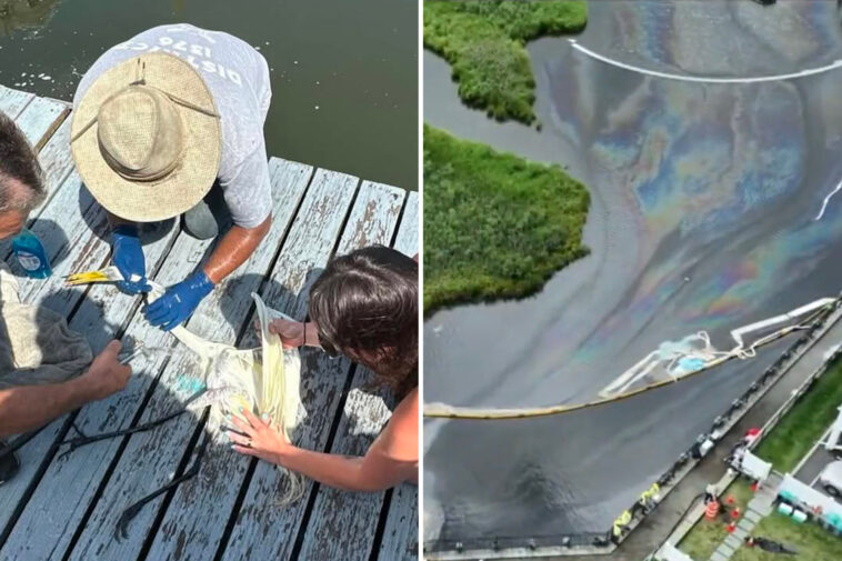 cleanup-nearly-complete-in-long-island-canal-after-pse&g’s-‘nonhazardous’-oil-spill-kills-wildlife