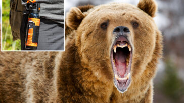 quick-thinking-wife-saves-husband-with-bear-spray-during-grizzly-attack-in-canadian-wilderness