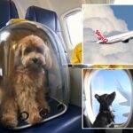 australian-airline-wins-approval-to-carry-pets-on-flights-—-behind-all-the-cuddly-details
