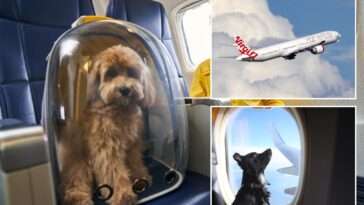 australian-airline-wins-approval-to-carry-pets-on-flights-—-behind-all-the-cuddly-details