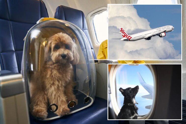 australian-airline-wins-approval-to-carry-pets-on-flights-—-behind-all-the-cuddly-details