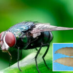 spread-of-flesh-eating-parasite-in-mexico-puts-us-on-high-alert