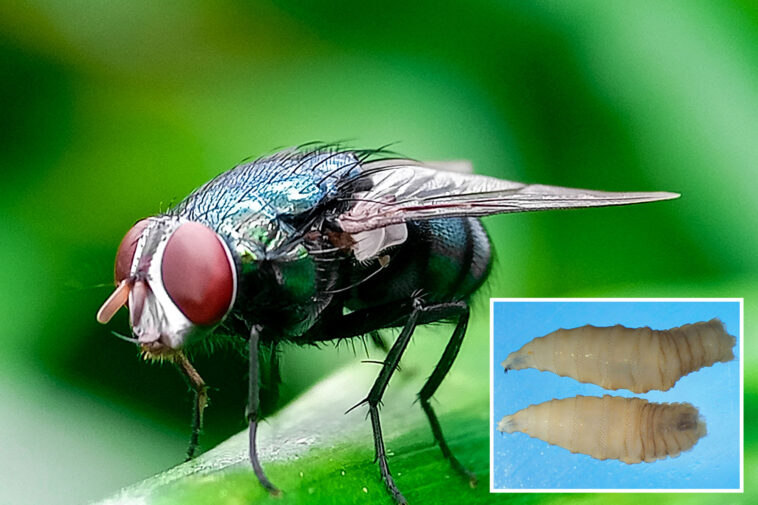 spread-of-flesh-eating-parasite-in-mexico-puts-us-on-high-alert