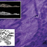 wild-tattoos-of-2,500-year-old-siberian-‘ice-mummy’-revealed-for-first-time