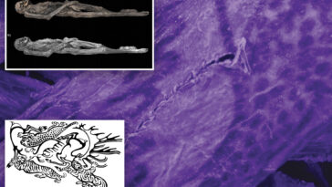 wild-tattoos-of-2,500-year-old-siberian-‘ice-mummy’-revealed-for-first-time