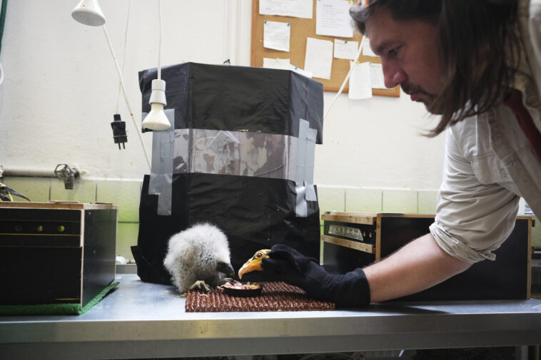 zookeepers-in-prague-turn-into-puppeteers-to-save-baby-vultures