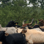 catholic-priest-claims-to-document-decade-long-slave-labor-conditions-at-volkswagen-ranch-in-brazil