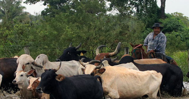 catholic-priest-claims-to-document-decade-long-slave-labor-conditions-at-volkswagen-ranch-in-brazil