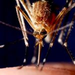 health-officials-alarmed-by-unprecedented-july-spike-in-west-nile-infected-mosquitoes-in-2-major-cities