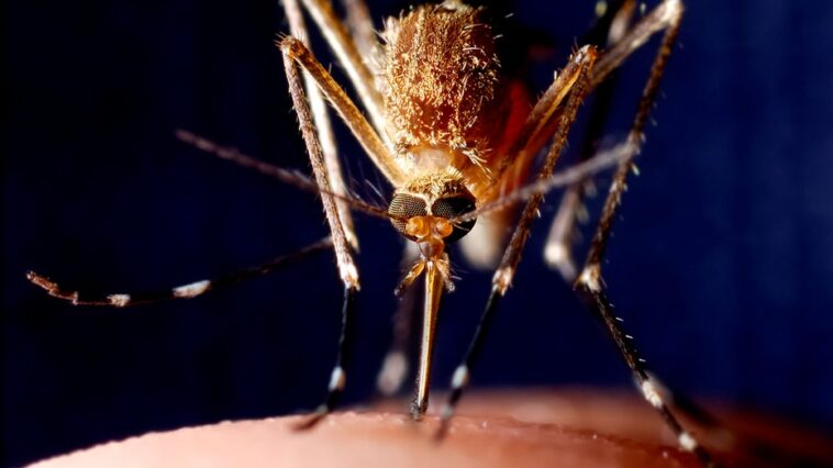 health-officials-alarmed-by-unprecedented-july-spike-in-west-nile-infected-mosquitoes-in-2-major-cities