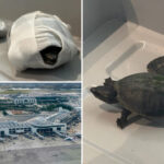 fla.-flier-caught-trying-to-smuggle-turtles-in-her-bra:-‘stop-hiding-animals-in-weird-places!’