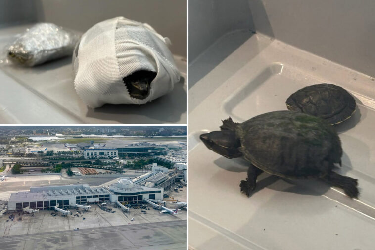 fla.-flier-caught-trying-to-smuggle-turtles-in-her-bra:-‘stop-hiding-animals-in-weird-places!’