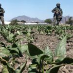 how-much-slavery-is-in-cali?-gop-probe-aims-to-find-out-after-ice-raid-uncovers-child-labor-abuse