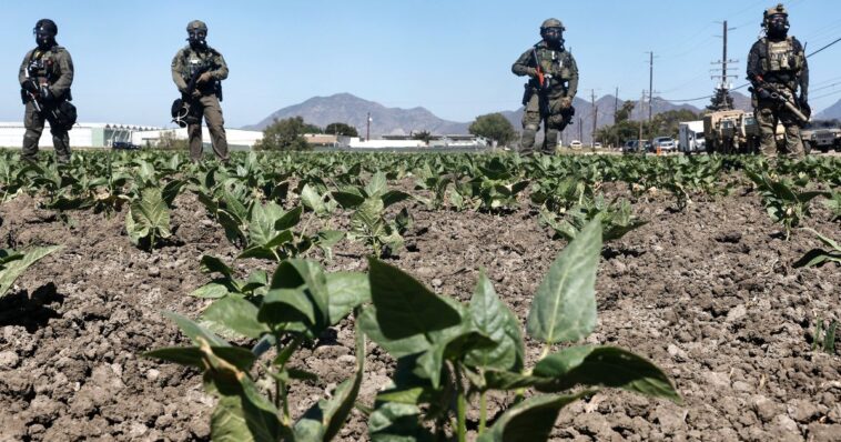 how-much-slavery-is-in-cali?-gop-probe-aims-to-find-out-after-ice-raid-uncovers-child-labor-abuse