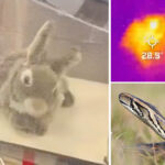 florida-deploys-furry-robot-rabbits-to-fight-invasive-burmese-python-overpopulation