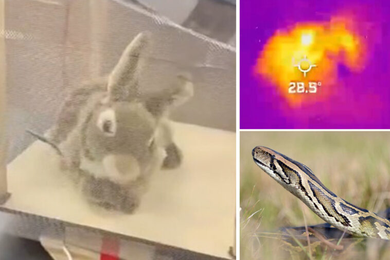 florida-deploys-furry-robot-rabbits-to-fight-invasive-burmese-python-overpopulation