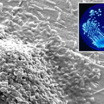 cluster-of-legionnaire’s-disease-cases-found-in-nyc-as-health-officials-on-alert