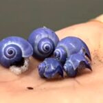 mysterious-rare-purple-shell-washes-up-on-shores-of-beach-after-long-absence