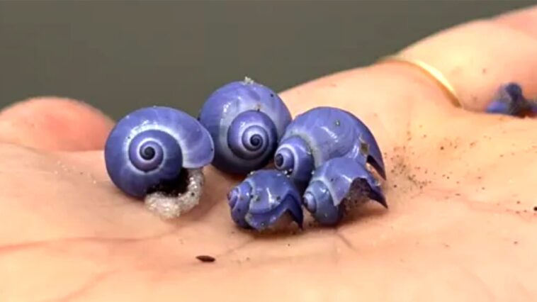 mysterious-rare-purple-shell-washes-up-on-shores-of-beach-after-long-absence