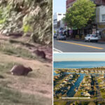 hordes-of-rats-have-shown-up-in-long-island-town-amid-recent-wealth-boom:-‘definitely-very-startling’