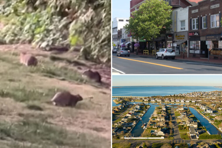 hordes-of-rats-have-shown-up-in-long-island-town-amid-recent-wealth-boom:-‘definitely-very-startling’