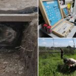 why-are-scientists-dressing-pigs-in-clothes-and-burying-them-in-mexico?