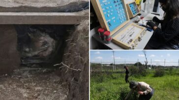 why-are-scientists-dressing-pigs-in-clothes-and-burying-them-in-mexico?