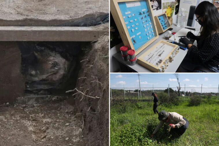 why-are-scientists-dressing-pigs-in-clothes-and-burying-them-in-mexico?