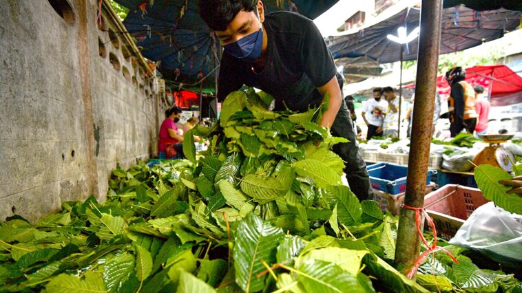 deadly-substance-under-scrutiny-as-kratom-byproduct-shows-up-in-gas-stations,-smoke-shops