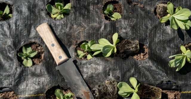 uk-police-arrest-gardener-in-his-own-garden-for-carrying-trowel,-sickle
