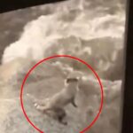 risky-raccoon-leaps-for-life-into-reno-floodwaters-in-fur-raising-footage:-‘don’t-let-it-die!’