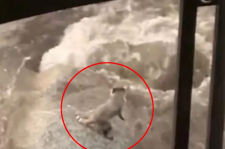 risky-raccoon-leaps-for-life-into-reno-floodwaters-in-fur-raising-footage:-‘don’t-let-it-die!’