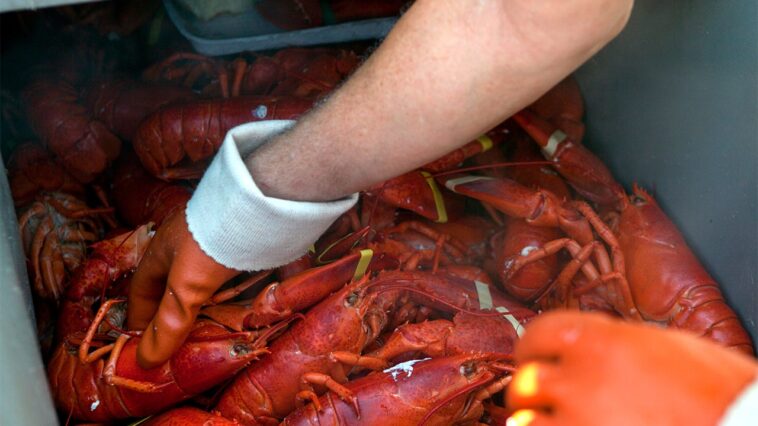 peta-calls-maine-lobster-festival-‘egregiously-cruel’-in-new-lawsuit-against-city