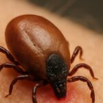 emergency-room-visits-for-tick-bites-skyrocket-–-how-to-stay-safe