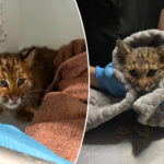 bobcat-kitten-ailing-from-suspected-rat-poisoning-saved-by-new-england-teamwork