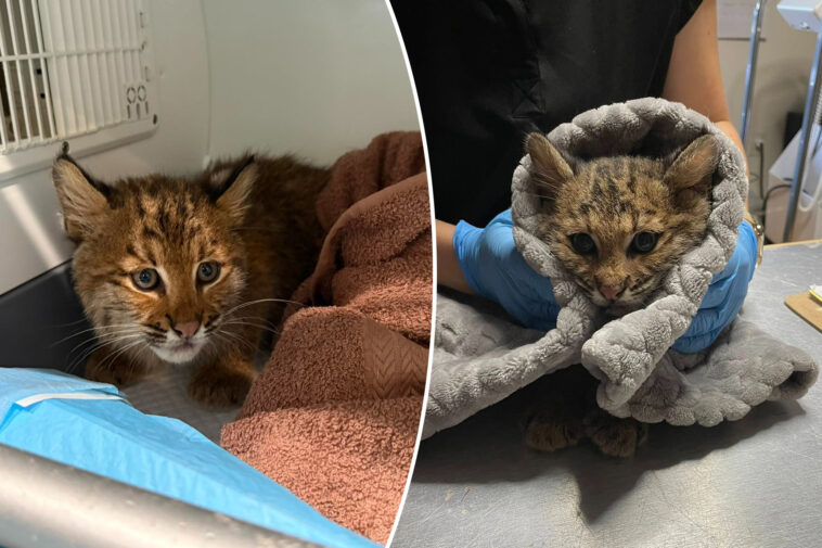 bobcat-kitten-ailing-from-suspected-rat-poisoning-saved-by-new-england-teamwork