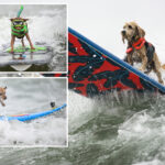 daredevil-pooches-vie-for-the-title-of-top-dog-at-the-annual-world-dog-surfing-championships