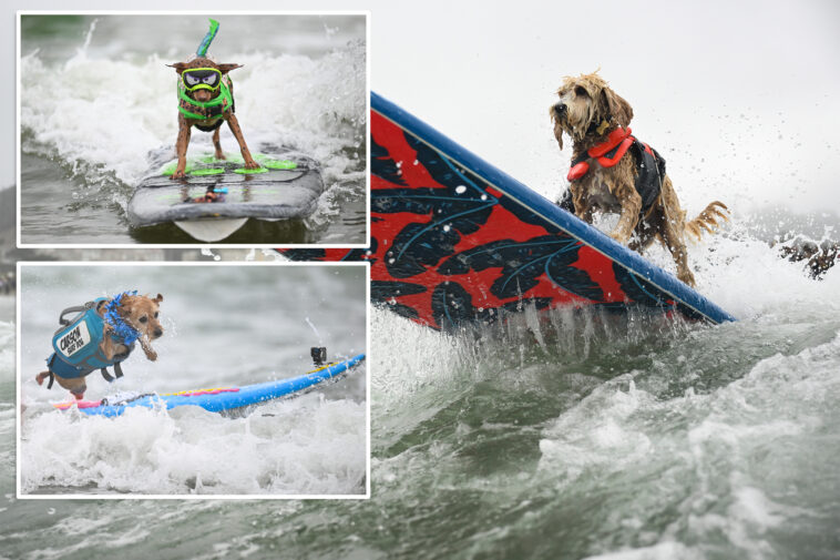 daredevil-pooches-vie-for-the-title-of-top-dog-at-the-annual-world-dog-surfing-championships