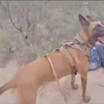 video:-texas-dps-uses-k9-unit-to-track-illegal-aliens-in-brush