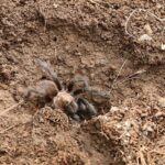 arachnophobes-beware:-‘hordes’-of-tarantulas-set-to-swarm-parts-of-us
