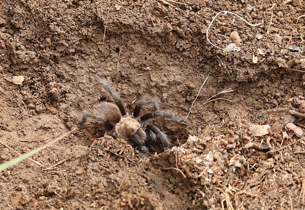 arachnophobes-beware:-‘hordes’-of-tarantulas-set-to-swarm-parts-of-us