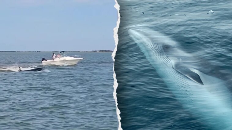 boat-collision-with-whale-sends-passenger-overboard,-kills-20-foot-marine-mammal
