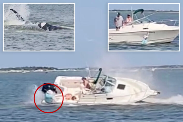 whale-killed-off-jersey-shore-after-bashing-boat,-throwing-passenger-into-water