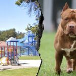 woman-killed-and-another-severely-injured-after-dog-mauling-at-southern-california-park