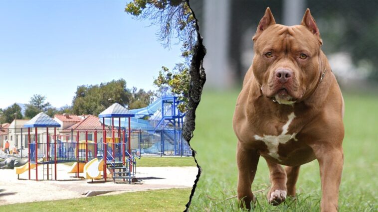 woman-killed-and-another-severely-injured-after-dog-mauling-at-southern-california-park